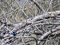 2 fairy wrens